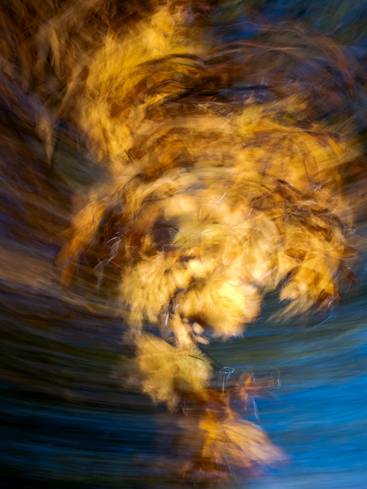Acorn Vortex | 2023
