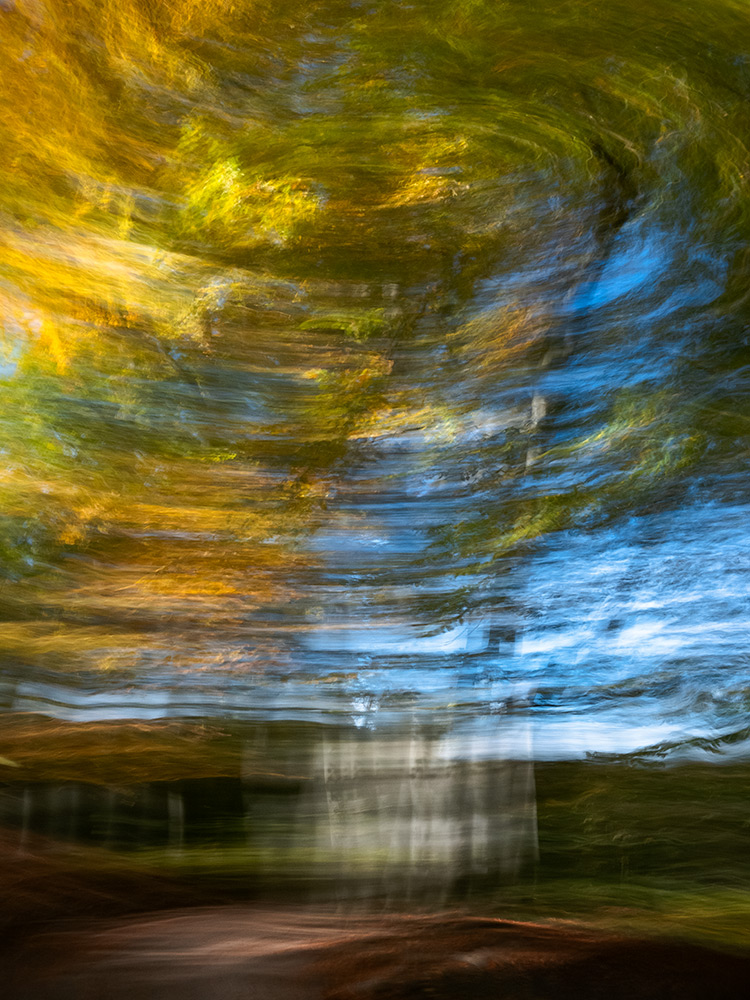 Beech Swirl